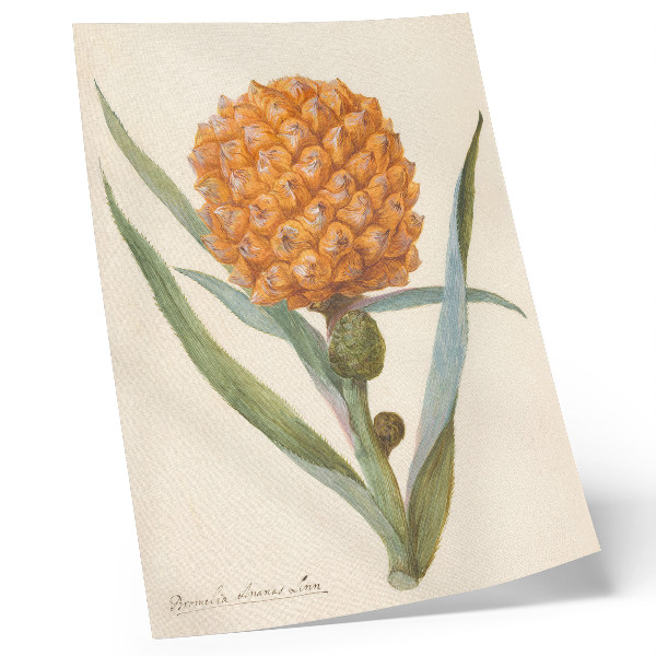 Poszter nyomtatás Bromelia ananas linn (kb. 1700 - kb. 1749) egy ismeretlen művész alkotása