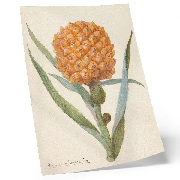 Poszter nyomtatás ismeretlen művész Bromelia ananas linn alkotása kb. 1700–1749
