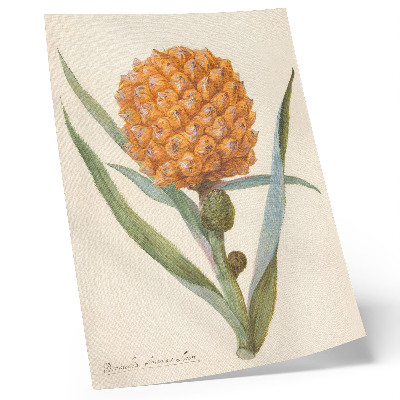Poszter nyomtatás Bromelia ananas linn (kb. 1700 - kb. 1749) egy ismeretlen művész alkotása