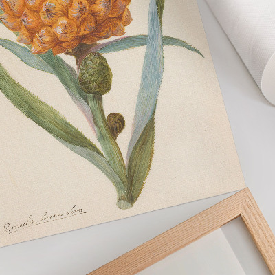 Poszter nyomtatás Bromelia ananas linn (kb. 1700 - kb. 1749) egy ismeretlen művész alkotása