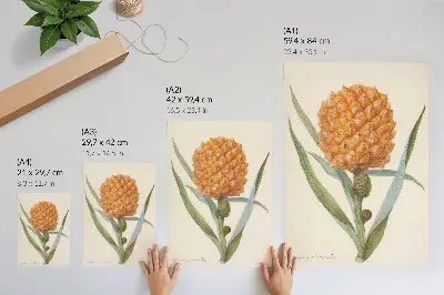 Poszter nyomtatás ismeretlen művész Bromelia ananas linn alkotása kb. 1700–1749