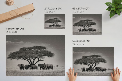 Poszter nyomtatás Elefántok egy fa alatt az afrikai szavannán