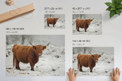 Poszter nyomtatás Skót tehén havas tájban