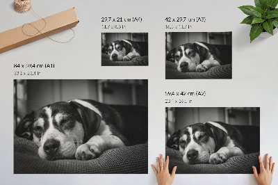 Poszter Imádnivaló kutya alszik egy párnán