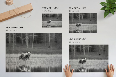 Vintage poszter Medve a vízparton fekete-fehér hangulat