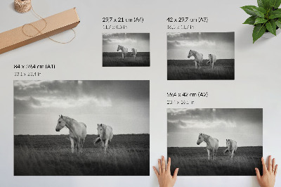 Poszter nyomtatás Fehér lovak egy rét hátterében, szürke árnyalatokban