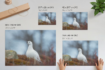 Vintage poszter Egy fehér madár téli környezetben