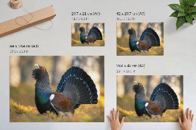 Poszter nyomtatás Gyönyörű madár az erdőben, szétterülő farokkal, színes