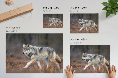 Poszter Farkas mozgásban vad táj természet