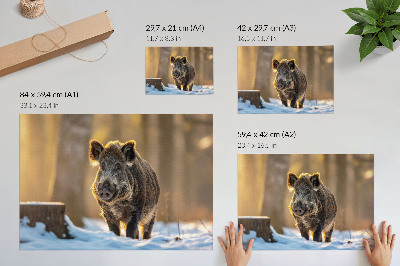 Poszter Egy vaddisznó téli háttér előtt, napfény veszi körül