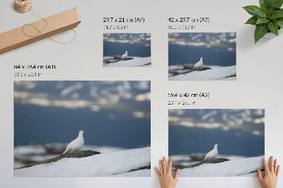 Poszter Madár a hóban téli táj szelídség