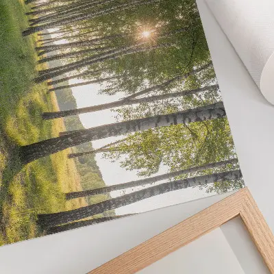 Poszter nyírerdő napsugarak szimmetria zöld mintával
