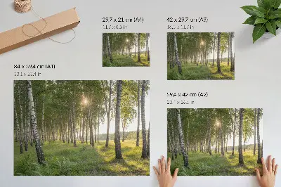 Poszter nyírerdő napsugarak szimmetria zöld mintával