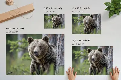 Poszter nyomtatás egy medve az erdőben természetes bájjal