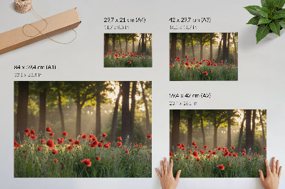 Poszter nyomtatás Piros pipacsok zöld erdő nap sugarai