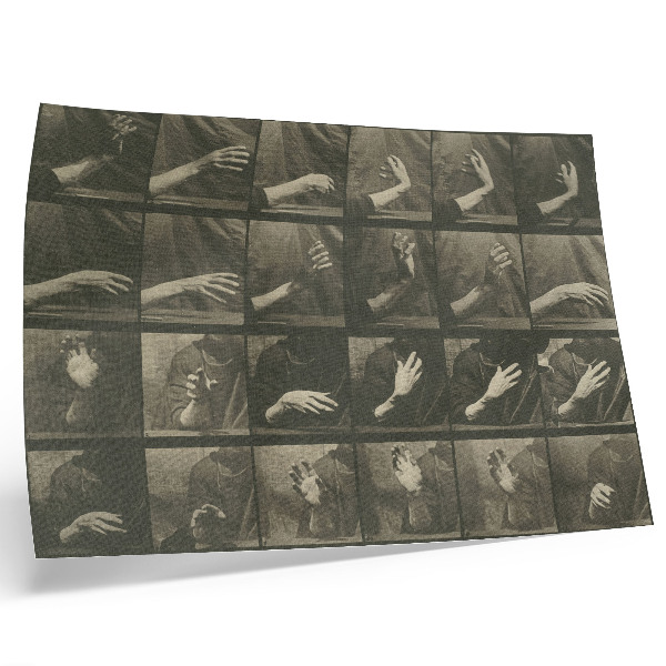Poszter Állati mozgás, 535. tábla (1887), Eadweard Muybridge