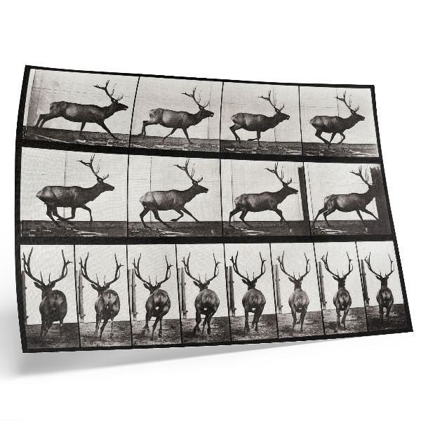 Vintage poszter 695. számú állatmozdony-tábla (1887), Eadweard Muybridge fényképe