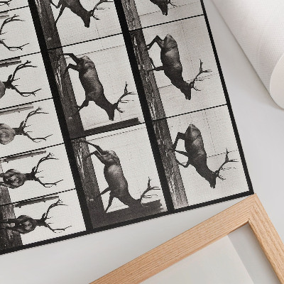 Vintage poszter 695. számú állatmozdony-tábla (1887), Eadweard Muybridge fényképe
