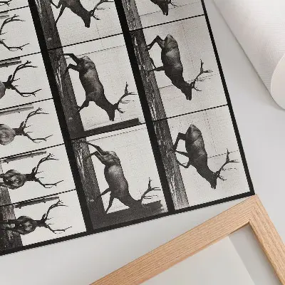 Vintage poszter 695. számú állatmozdony-tábla (1887), Eadweard Muybridge fényképével