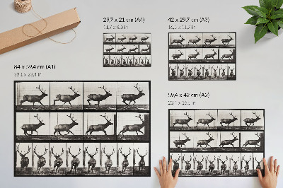 Vintage poszter 695. számú állatmozdony-tábla (1887), Eadweard Muybridge fényképe