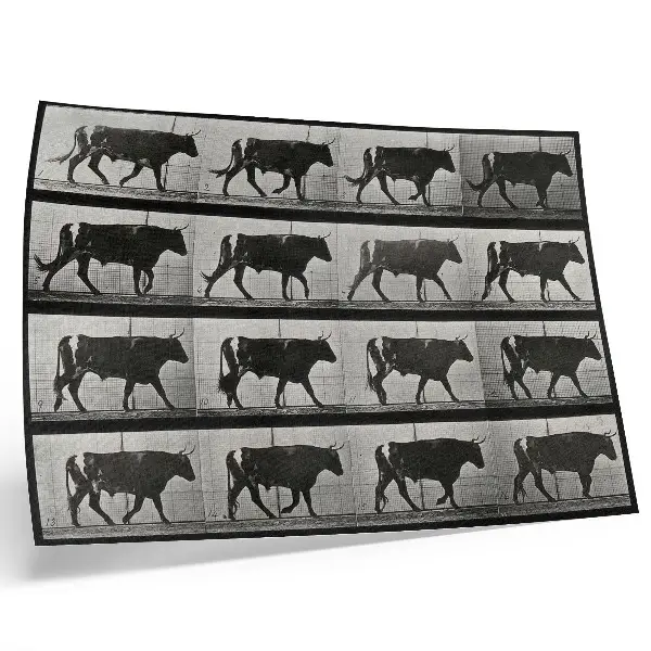 Poszter Eadweard Muybridge menetelő bikát ábrázoló fotótípiája 1887-ből