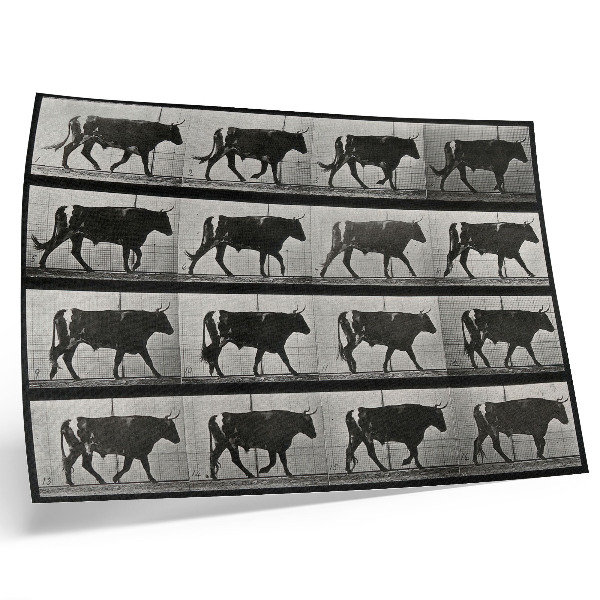Poszter nyomtatás Egy menetelő bika. Eadweard Muybridge fotótípiája, 1887