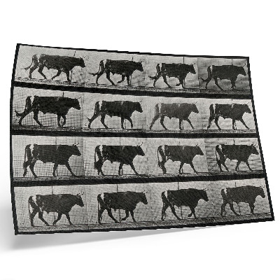 Poszter nyomtatás Egy menetelő bika. Eadweard Muybridge fotótípiája, 1887