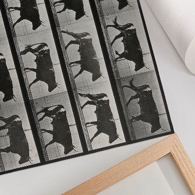 Poszter nyomtatás Egy menetelő bika. Eadweard Muybridge fotótípiája, 1887