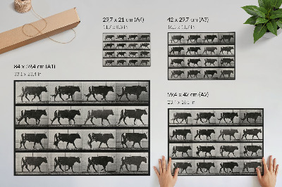 Poszter nyomtatás Egy menetelő bika. Eadweard Muybridge fotótípiája, 1887