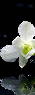 Függöny roló Orchideák és elegancia