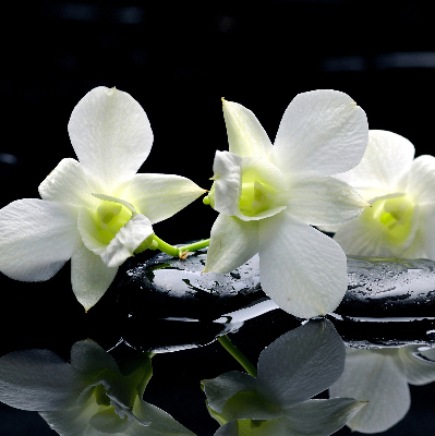Függöny roló Orchideák és elegancia