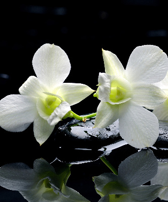 Függöny roló Orchideák és elegancia