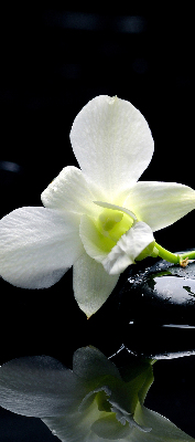 Függöny roló Orchideák és elegancia