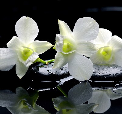 Függöny roló Orchideák és elegancia