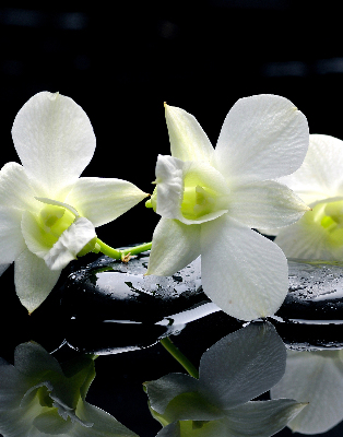 Függöny roló Orchideák és elegancia