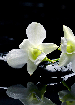 Függöny roló Orchideák és elegancia