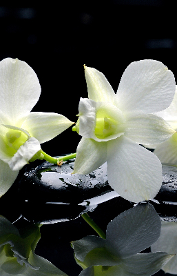 Függöny roló Orchideák és elegancia
