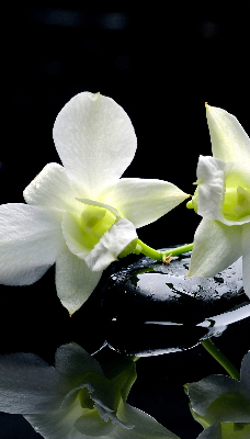 Függöny roló Orchideák és elegancia