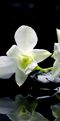 Függöny roló Orchideák és elegancia
