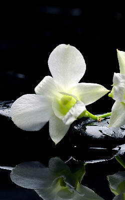 Függöny roló Orchideák és elegancia