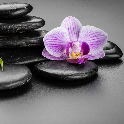 Függöny roló Orchidea a köveken