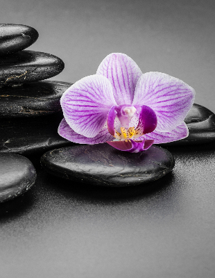 Függöny roló Orchidea a köveken