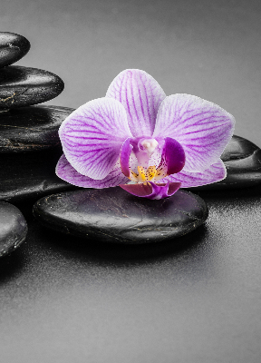 Függöny roló Orchidea a köveken