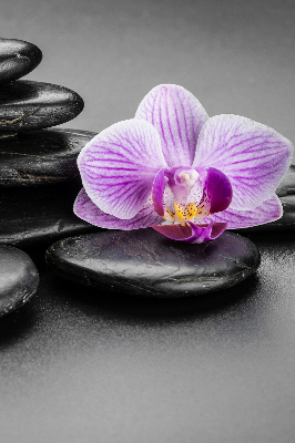 Függöny roló Orchidea a köveken