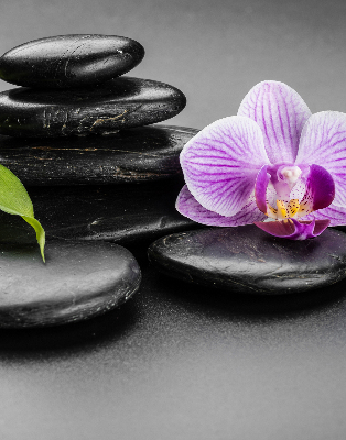 Függöny roló Orchidea a köveken