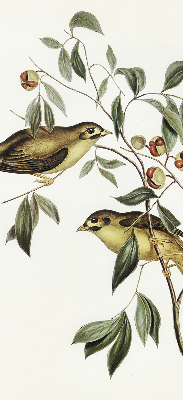 Roló árnyékoló Madarak a fán