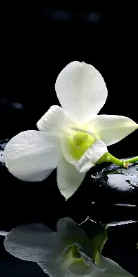 Ablakra akasztható roló orchideák és elegancia mintával