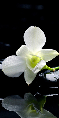 Ablakra akasztható roló Orchideák és elegancia