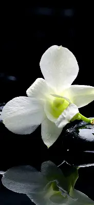 Ablakra akasztható roló orchideák és elegancia mintával