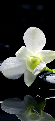 Ablakra akasztható roló Orchideák és elegancia